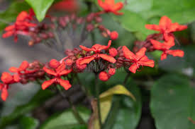 Image result for Clerodendrum splendens