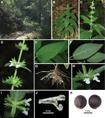 Image result for Stachys aculeolata