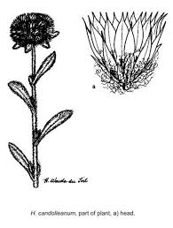 Image result for Helichrysum candolleanum