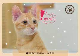 高捷糖廠站貓站長 mikan蜜柑 正式上任 圖 取自fb 高雄捷運 cute pictures pics cute