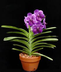 This rare and sought after orchid is available only in limited quantities. Vanda Orchid Care