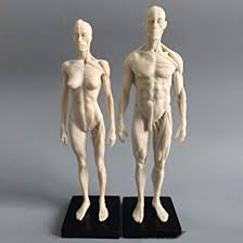 1 piece human torso anatomy anatomical model. Amazon Com 11inch Human Anatomical Model Art Mannequin Musculoskeletal Structure Of Painting Sculpture White Body Male Female Industrial Scientific