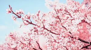 Sakura Anime Cherry Blossom Anime Scenery Wallpaper Cherry Blossom Background