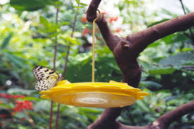 These modular solitary bee houses are shaped like honeycomb, so they can be used individually or arranged in patterns to make a piece of wall art that not only. Diy Butterfly Feeders And Crafts Terminix Blog