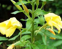 Zeigerpflanzen Erkennen Unkraut Im Garten Pflanzen Nachtkerze