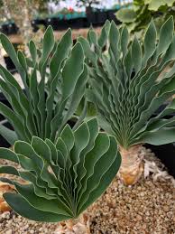 Image result for Boophone