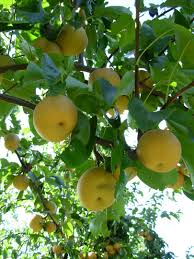 Image result for Pyrus pyrifolia