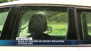 Check spelling or type a new query. What Is That Sticky Stuff All Over Everyone S Cars