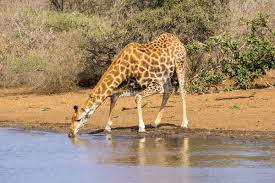 Das kaltenberger ritterturnier findet dieses jahr vom 15. Kruger Nationalpark Sudafrika Tipps Safari Preise Mehr