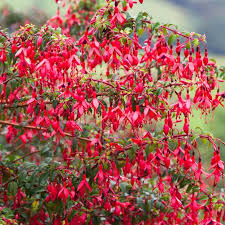 Welche exoten sind also winterhart? Winterharte Pflanzen Die Jeden Garten Verschonern Konnen