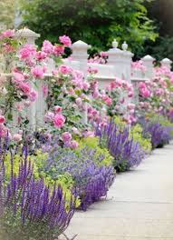 For example, a garden with beautifully sculpted topiary and antique white planters can be matched with an elaborately patterned white iron fence to complete a stunning english garden. Flowers And Garden Ideas Pink Climbing Roses Cascading Over A White Picket Fence Flowers Tn Leading Flowers Magazine Daily Beautiful Flowers For All Occasions