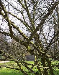 Image result for Zanthoxylum lindense