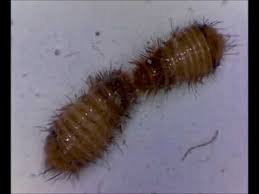 Their upper part is yellow and brown with white scales and irregular black stripes. Carpet Beetle Larvae Looks Like Under A Microscope Youtube