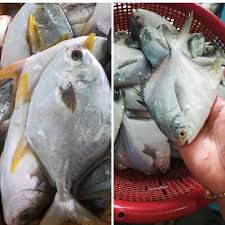 We did not find results for: Beza Antara Ikan Bawal Putih Dengan Bawal Cermin