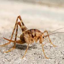 You have camel crickets in your basement because camel crickets have no real body structure underneath their hard exoskeleton. Why Do I Have Camel Crickets In My Basement Russell S Pest Control
