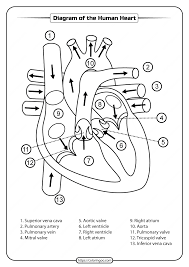 Printable Diagram Of The Human Heart Pdf Worksheet Human Heart Diagram Heart Diagram Heart Anatomy