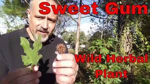 A guide to identifying sweetgum (liquidambar styraciflua). Sweet Gum Wild Edible And Herbal Plant Youtube