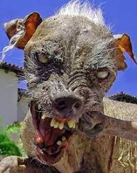 See the 16 ugliest dogs in the world ever. Sam Ugly Dog Wikipedia