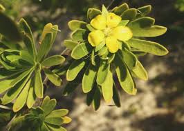 Image result for Surianaceae