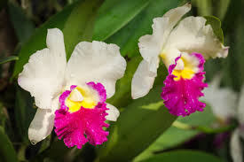 Unusual flowers rare flowers amazing flowers beautiful flowers beautiful gorgeous purple orchids purple flowers orchid flowers orquideas cymbidium. Colors And Rhythm The Country Of Orchids In The Amazon Jungle Cgtn