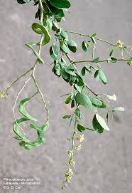 Image result for Pithecellobium dulce