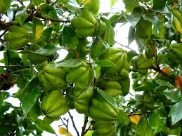 Image result for Diospyros dichrophylla