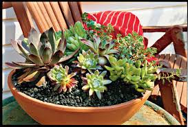 Wearing gloves, add the cacti to the dish. How To Plant Succulents In Containers Southern Living