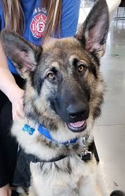 Woodland west pet resort began offering high quality pet resort services in 1990. Pets For Adoption At Oklahoma German Shepherd Rescue In Tulsa Ok Petfinder