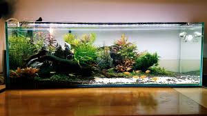 Reddit Plantedtank Nothing Like A Fresh Trim Water Change And Clean Lily Pipes In 2020 Aquascape Planted Aquarium Nature Aquarium
