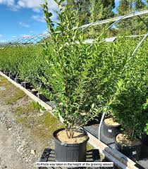 Image result for ligustrum ovalifolium
