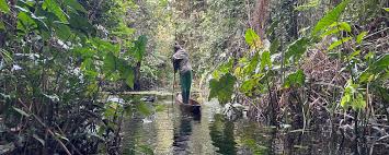 Image result for Raphia sese