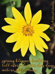 Maybe you would like to learn more about one of these? Haiku Spring Cactus Haiku