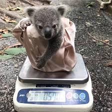 It S Time For Little Milky S Very First Weigh In At The Age Of Seven Months And Weighing In At A Healthy 570 Grams This Little Fluffb Koala Koalas Koala Bear