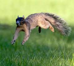 Sherman Fox Squirrel Fox Squirrel Squirrel Fox