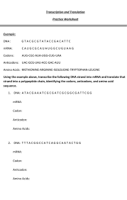 It uses dna as a template to make an transcription is the first part of the central dogma of molecular biology: Solved Transcription And Translation Practice Worksheet E Chegg Com