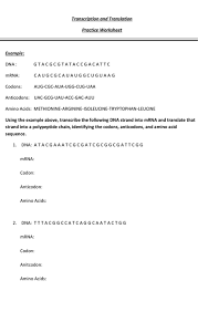 Collecting information plays a huge role in designing the transcription and translation practice worksheet. Solved Transcription And Translation Practice Worksheet E Chegg Com