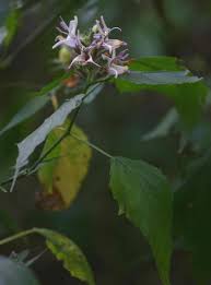 Image result for Mellera lobulata
