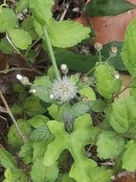 Image result for Adenostemma