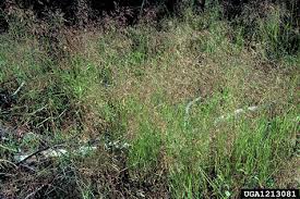 Image result for Agrostis continuata
