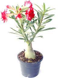 Pin Op Plantverzorging