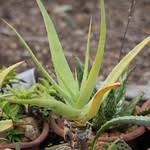 Image result for Aloe bicomitum