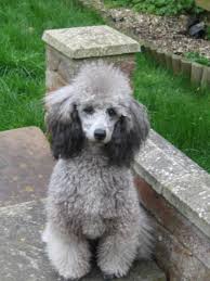 Our Extended Family Of Poodles Poodle Puppy Dog Breeds Silver Poodle
