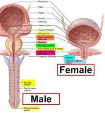 Pin On Aids Hiv Symptoms