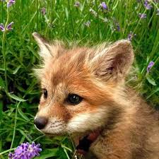 Author Unknown Photo Foxes Fox Toptags Photographyeveryday Ig Shutterbugs Photographer Photographysouls Followme Redfox Cute Animals Pet Fox Animals