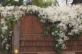We did not find results for: How To Grow Clematis Make Your Vines Pop With Color Gardener S Path