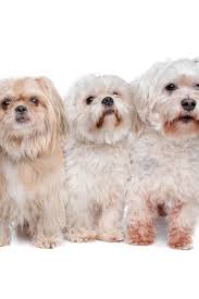 Het zijn prachtige lieve puppy's en ze zijn oud boomer maltezer shih tzu pup o. A Shih Tzu Two Maltese Dogs And A Mixed Breed Boomer Shihtzu