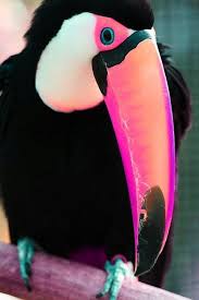 Indonesia, disebut juga dengan negara kesatuan republik indonesia (nkri, pengucapan bahasa indonesia: Bring Color To Your Day With These 18 Ridiculously Stunning Creatures Beautiful Birds Pet Birds Colorful Birds