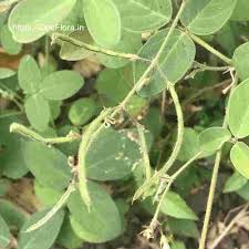 Image result for Desmodium scorpiurus