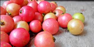 Berikut ini adalah kelebihan dan kekurangan sambung pucuk. 7 Khasiat Daun Jambu Biji Untuk Kesehatan Merdeka Com