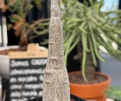 Image result for Coccinia mildbraedii